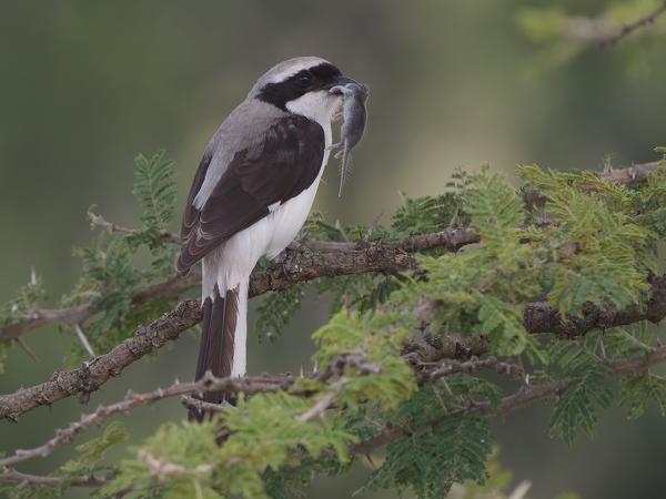 <h3><a href="/trips/tanzania/biota/animalia/chordata/aves/040 passeriformes/048 laniidae/lanius excubitoroides/lanius excubitoroides-nl.html">Lanius&nbsp;excubitoroides</a> / Grey‑backed&nbsp;fiscal / Grijsrugklapekster</h3>OM-1 Mark II met OLYMPUS M.150-400mm F4.5 TC, 1/2000 sec  bij F5.6, ISO 4000, afstand 12.6&nbsp;m